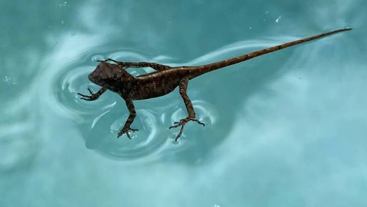 water lizard