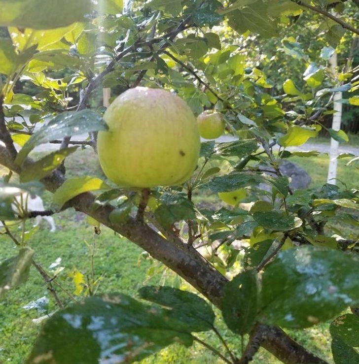 fruit tree