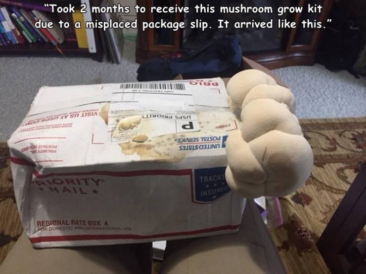 "Took 2 months to receive this mushroom grow kit due to a misplaced package slip. It arrived this." Orad Ali Non sasn Rotiv Si Lisia Iso Dies Tvisos Seivisslinn Track Riority Mail Insurer Regional Rate Box A