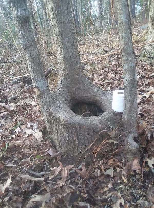 funny memes -toilet seat inside a tree