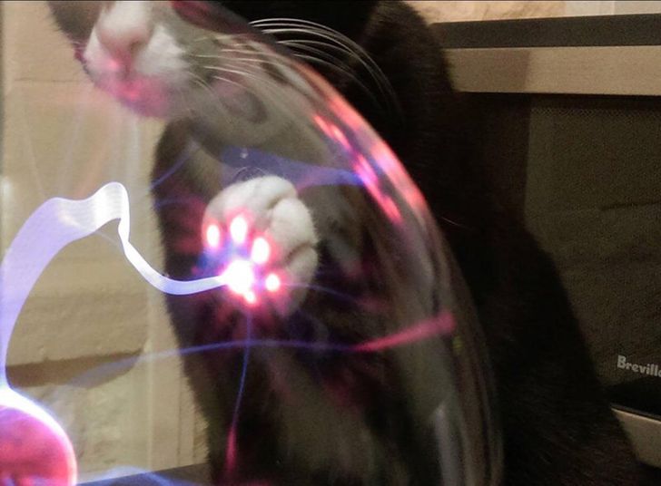 cat touching plasma ball - Breville