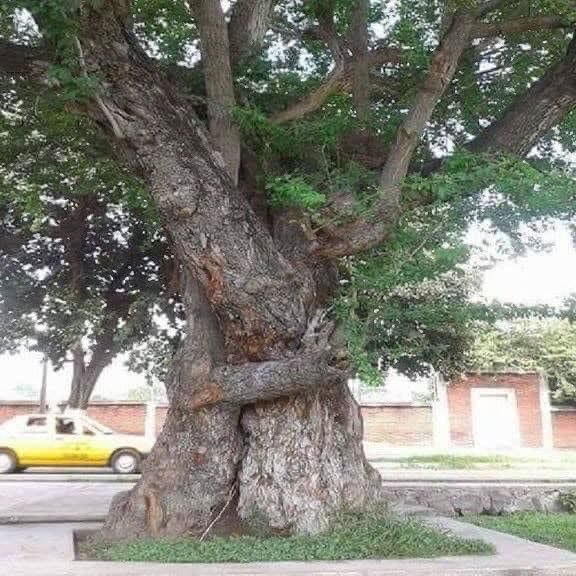 two trees hugging each other