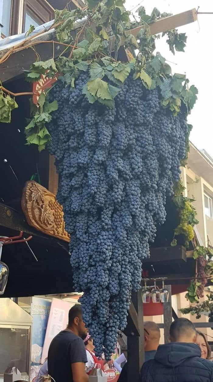 These Bunches Of Grapes Are Growing Into A...bunch Of Grapes