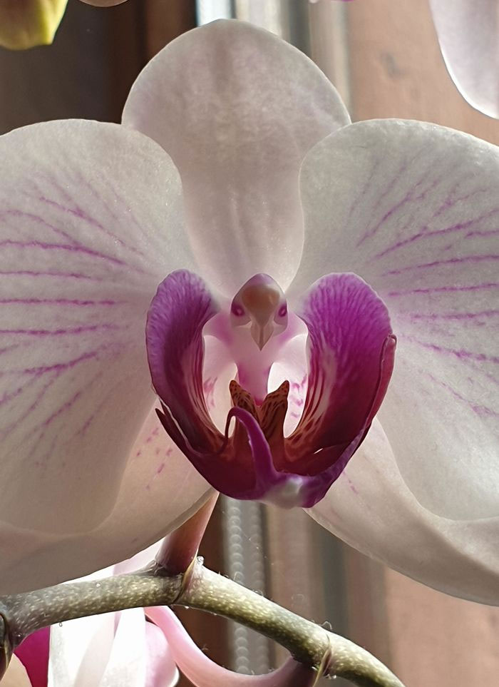 This Orchid Really Looks Like An Eagle