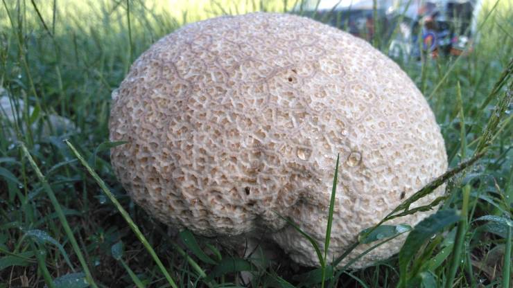 “This giant mushroom grew in less then 24 hours in my yard.”
