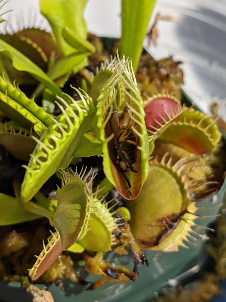 “My Venus fly trap caught a wasp!”