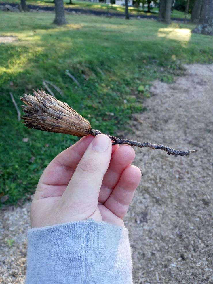 “This dead plant looks like a broomstick.”