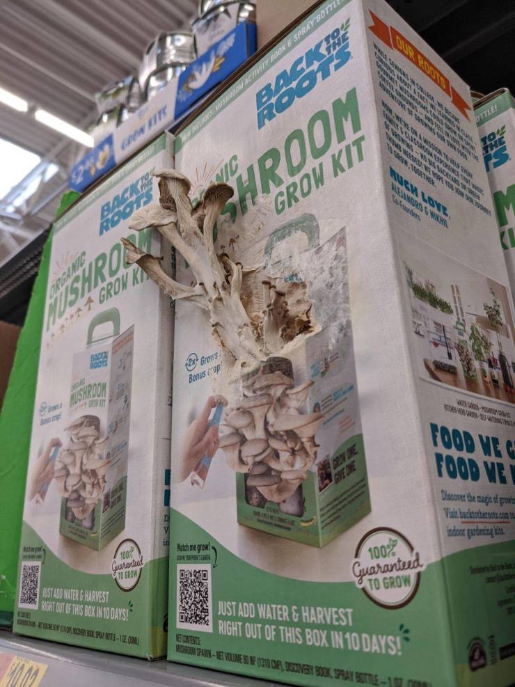 “Mushrooms burst out the front of the grow kit sitting on the shelf at Walmart.”