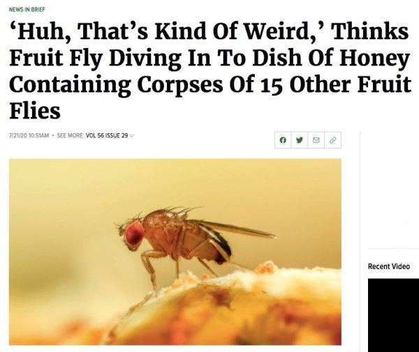 fauna - News In Brief Huh, That's Kind Of Weird,' Thinks Fruit Fly Diving In To Dish Of Honey Containing Corpses Of 15 Other Fruit Flies 72120 Am. See More Vol 56 Issue 29 Recent Video