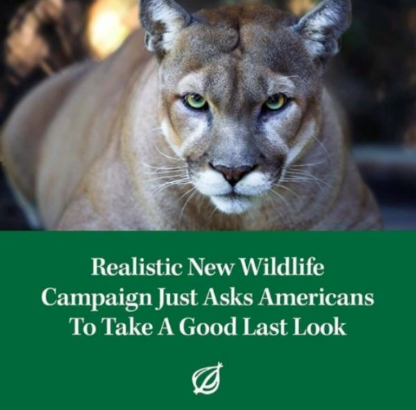 cougars in oregon - Realistic New Wildlife Campaign Just Asks Americans To Take A Good Last Look
