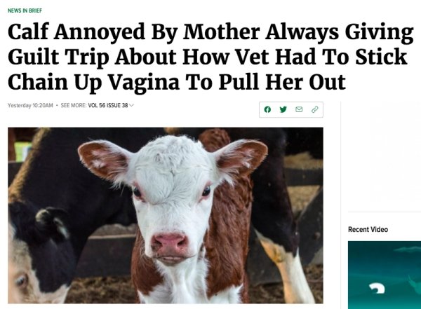 fauna - News In Brief Calf Annoyed By Mother Always Giving Guilt Trip About How Vet Had To Stick Chain Up Vagina To Pull Her Out Yesterday Am. See More Vol 56 Issue 38 Recent Video