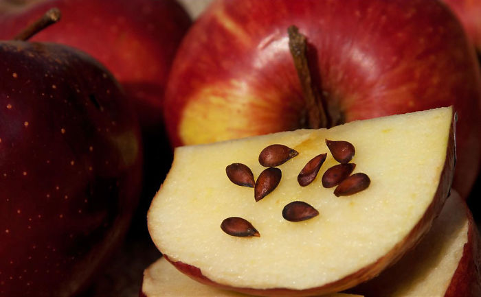 apple seeds -
