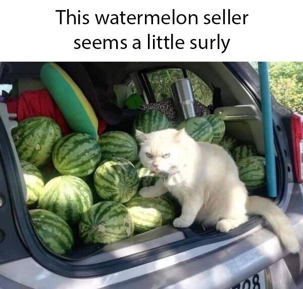 cat with melons - This watermelon seller seems a little surly 08