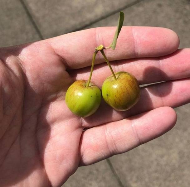 small apples that grow like cherries