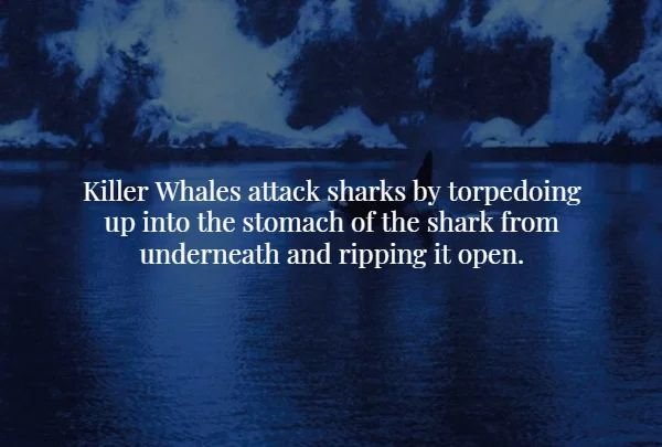 nature - Killer Whales attack sharks by torpedoing up into the stomach of the shark from underneath and ripping it open.