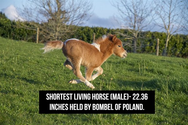dwarf animals - Shortest Living Horse Male 22.36 Inches Held By Bombel Of Poland.