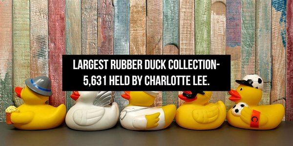 Rubber duck - Largest Rubber Duck Collection 5,631 Held By Charlotte Lee.