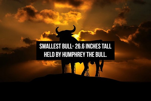 Smallest Bull26.6 Inches Tall Held By Humphrey The Bull.