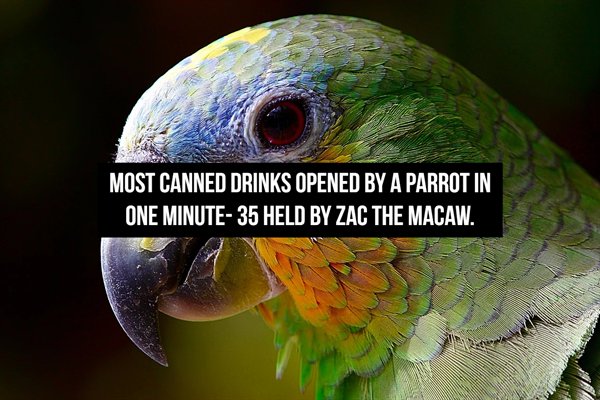 bird animal wallpaper 4k - Most Canned Drinks Opened By A Parrot In One Minute35 Held By Zac The Macaw.