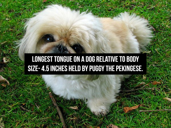 Longest Tongue On A Dog Relative To Body Size 4.5 Inches Held By Puggy The Pekingese.
