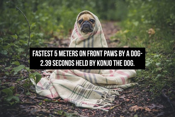 pug wrapped in blanket - Fastest 5 Meters On Front Paws By A Dog 2.39 Seconds Held By Konjo The Dog.