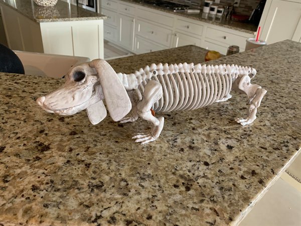 “Bought this for our Halloween family skeleton setup because it looks exactly like my sweet dachshund. She unexpectedly passed the next day.”