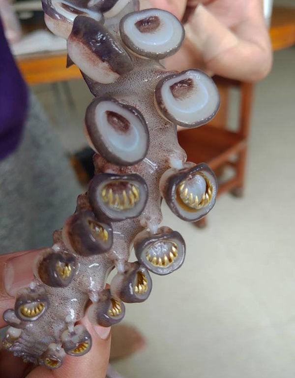 squid suction cups teeth