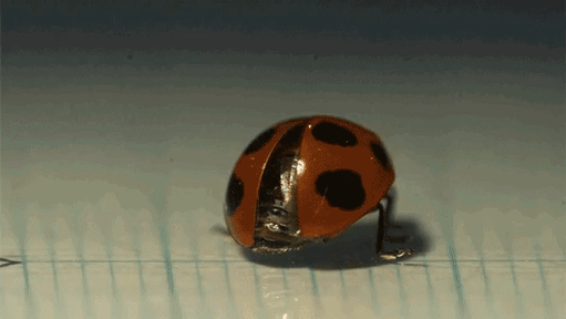 ladybug gif