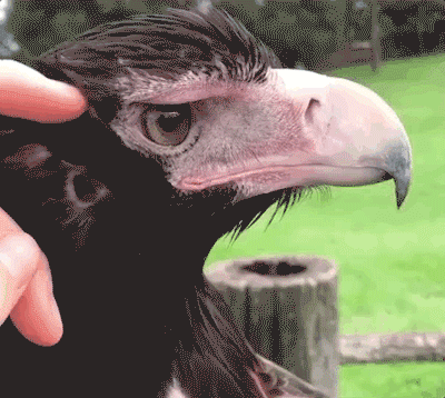 This is what an eagle’s ear looks like.