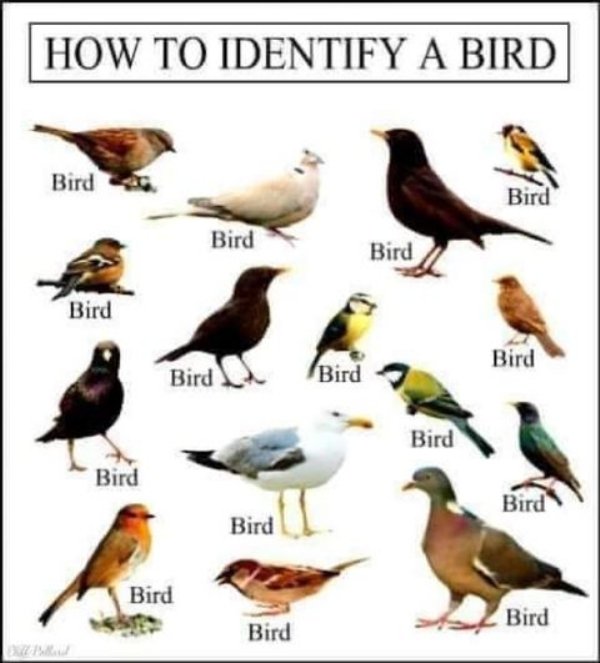 bad life advice - birding for dummies - How To Identify A Bird