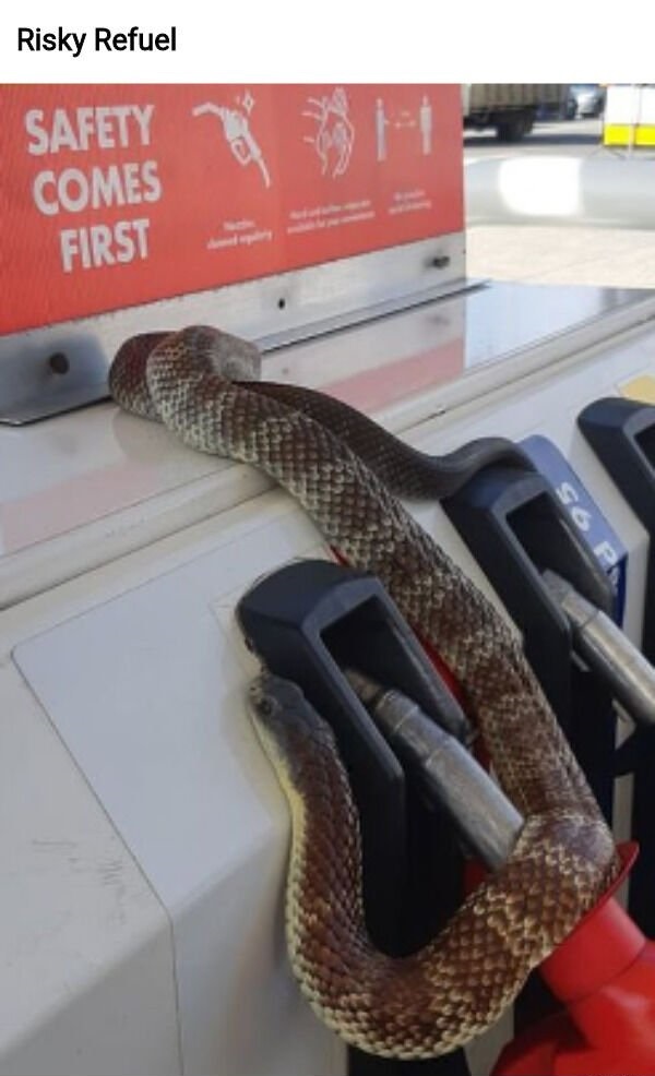 Snake - Risky Refuel Safety We Comes First