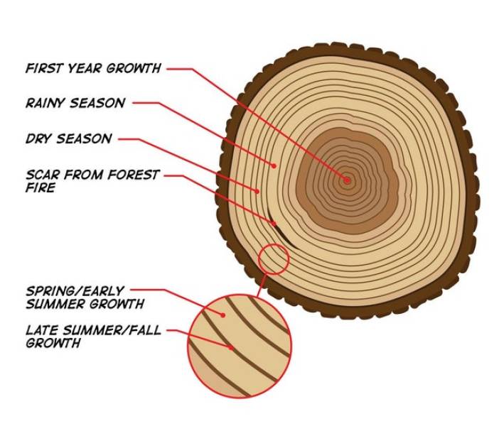 tree ring dating - First Year Growth Rainy Season Dry Season Scar From Forest Fire SpringEarly Summer Growth Late SummerFall Growth