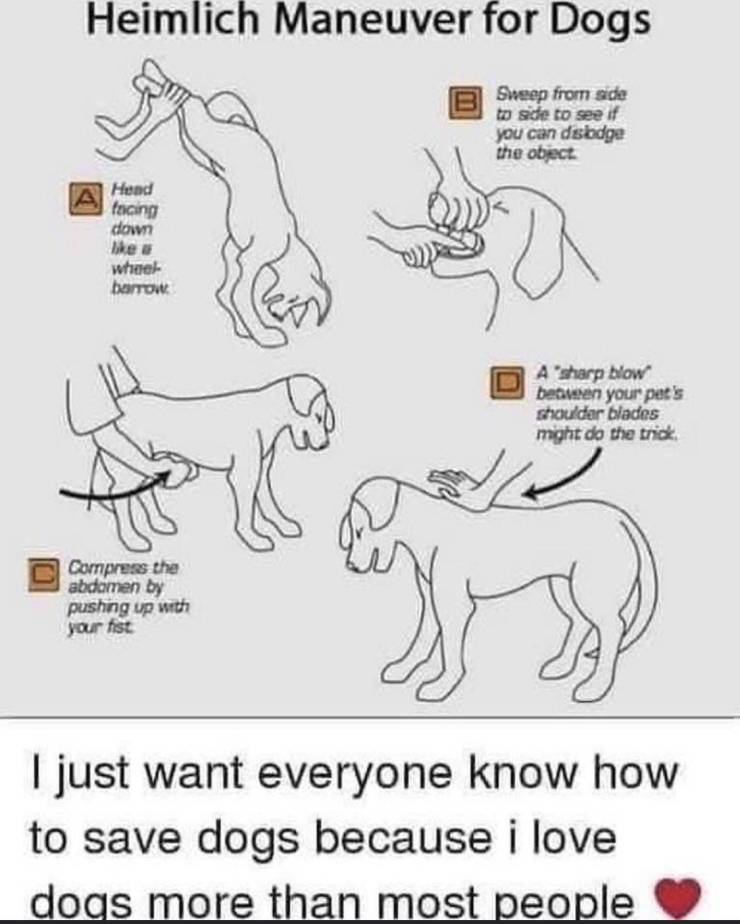 heimlich maneuver for dogs - Heimlich Maneuver for Dogs Sweep from side to side to see if you can dsbdge the object A Head facing down wheel barrow A'sharp Now between your pet's shoulder blades might do the trick Compress the abdomen by pushing up with y