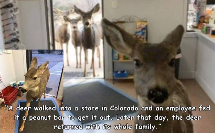 deer colorado shop - "A deer walked into a store in Colorado and an employee fed it a peanut bar to get it out. Later that day, the deer returned with its whole family."