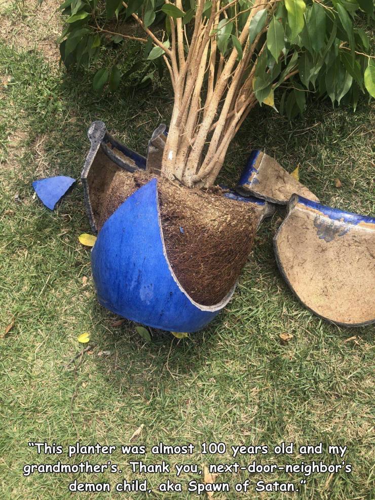 grass - This planter was almost 100 years old and my grandmother's. Thank you, nextdoorneighbor's. demon child, aka Spawn of Satan.