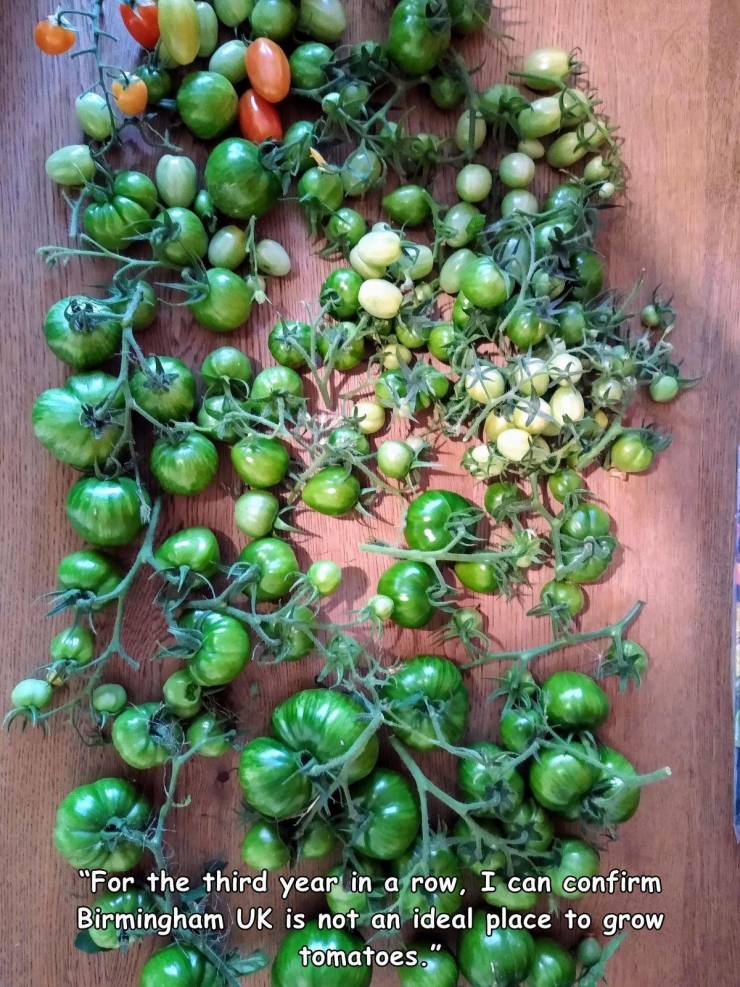 local food - "For the third year in a row, I can confirm Birmingham Uk is not an ideal place to grow tomatoes."