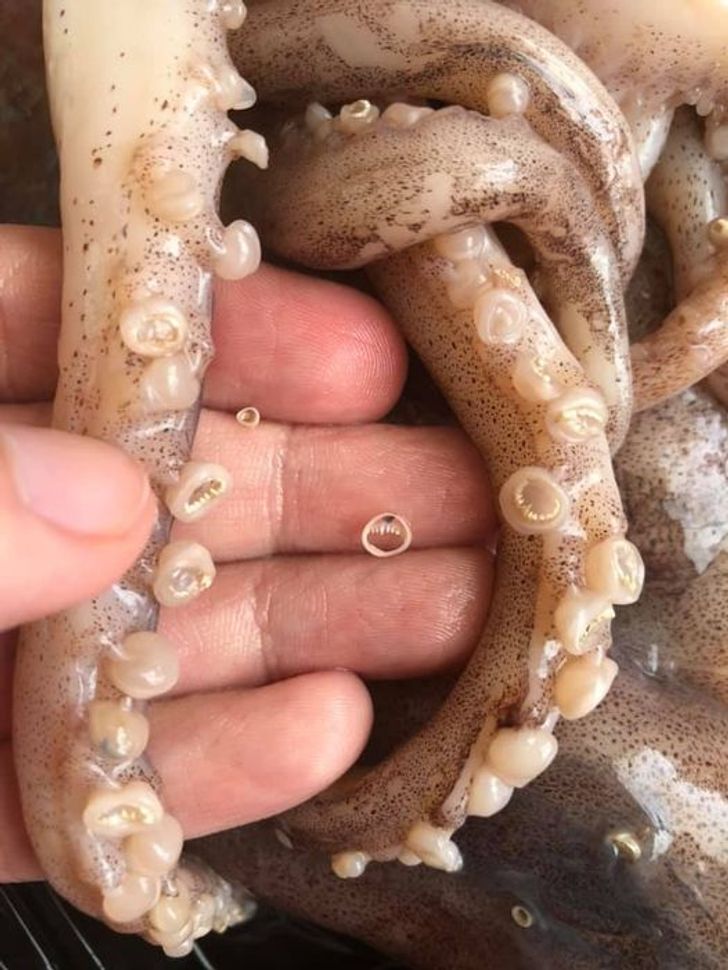 squid teeth reddit