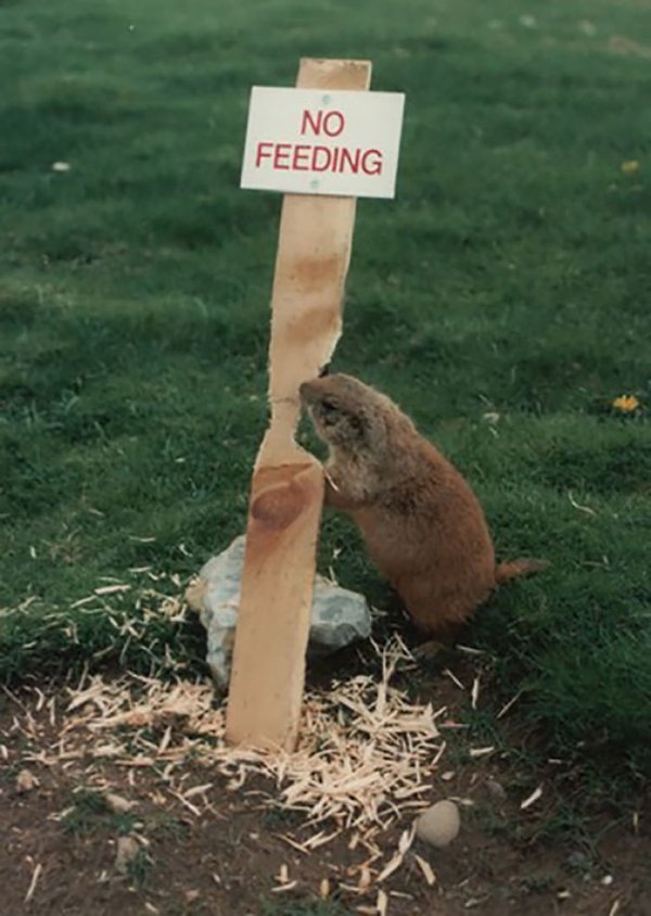 funny animal signs - No Feeding