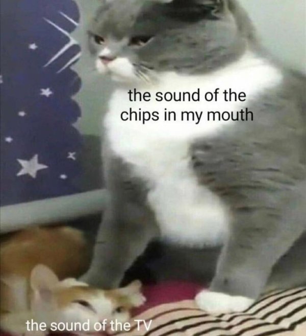 cat meme template - the sound of the chips in my mouth the sound of the Tv