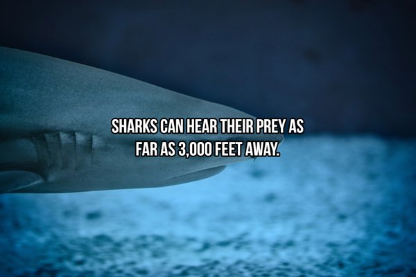 Sharks - Sharks Can Hear Their Prey As Far As 3,000 Feet Away.