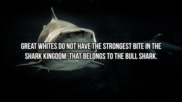 marine biology - Great Whites Do Not Have The Strongest Bite In The Shark Kingdom. That Belongs To The Bull Shark.