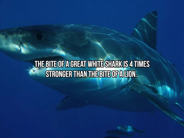 coloring megalodon - The Bite Of A Great White Shark Is 4 Times Stronger Than The Bite Of Alion.