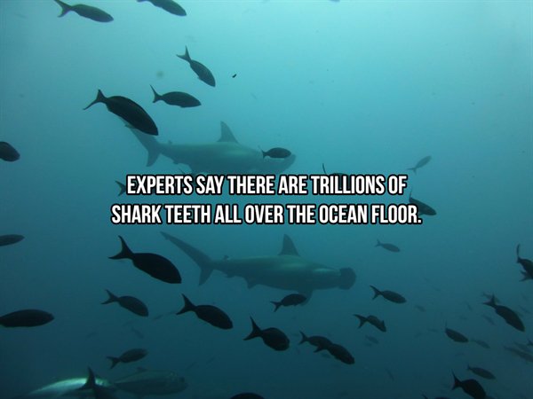 Hammerhead shark - Experts Say There Are Trillions Of Shark Teeth All Over The Ocean Floor.