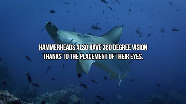 Sharks - Hammerheads Also Have 360 Degree Vision Thanks To The Placement Of Their Eyes.