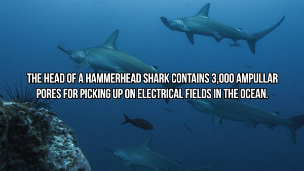 Sharks - The Head Of A Hammerhead Shark Contains 3,000 Ampullar Pores For Picking Up On Electrical Fields In The Ocean.