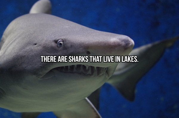 There Are Sharks That Live In Lakes.