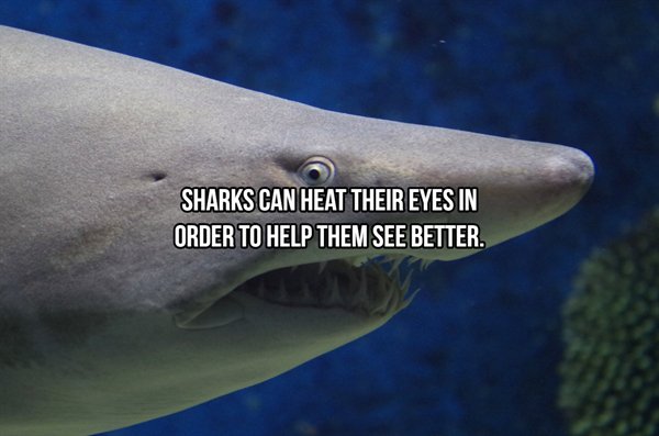 tiger shark - Sharks Can Heat Their Eyes In Order To Help Them See Better.
