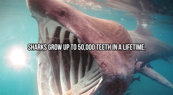 animals that no longer exist - Sharks Grow Up To 50,000 Teeth In A Lifetime.