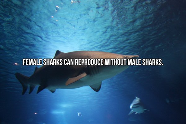 Female Sharks Can Reproduce Without Male Sharks.