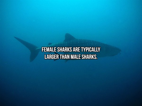 water - Female Sharks Are Typically Larger Than Male Sharks.